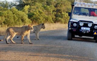 Self Drive Safari In South Africa Tour 2
