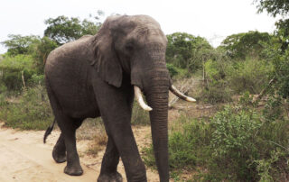 Tembe Elephant Park Tour 2