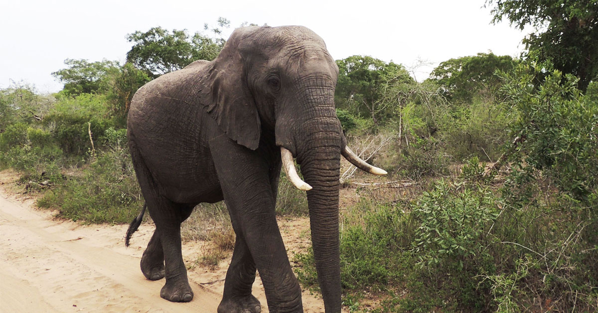 Tembe Elephant Park Tour 2
