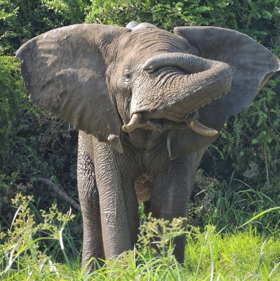 Elephant Behaviour Flapping Ears And Curling Trunk