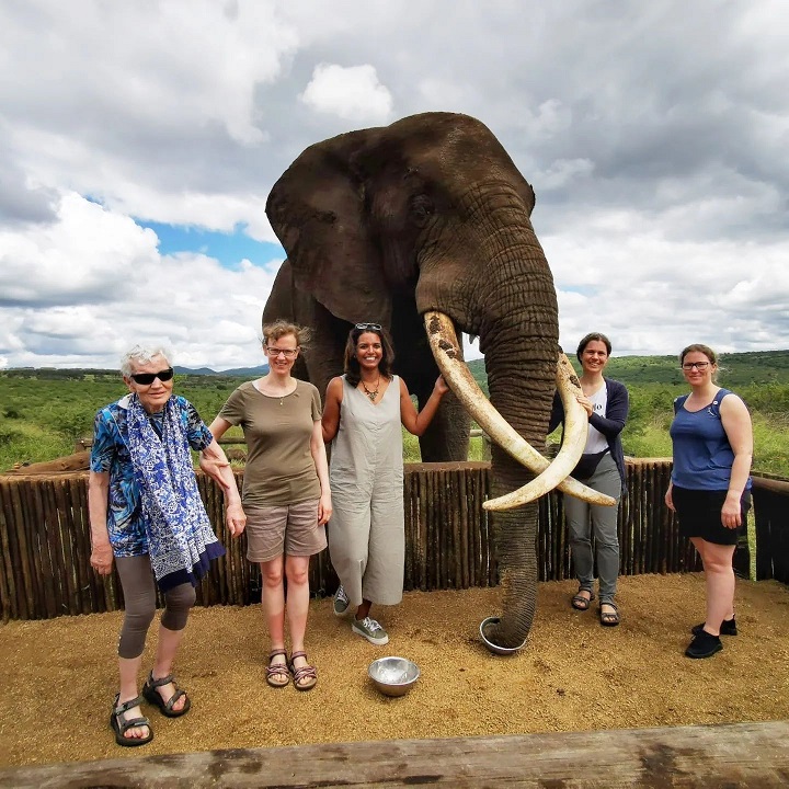 Group Elephant Interaction In Hluhluwe