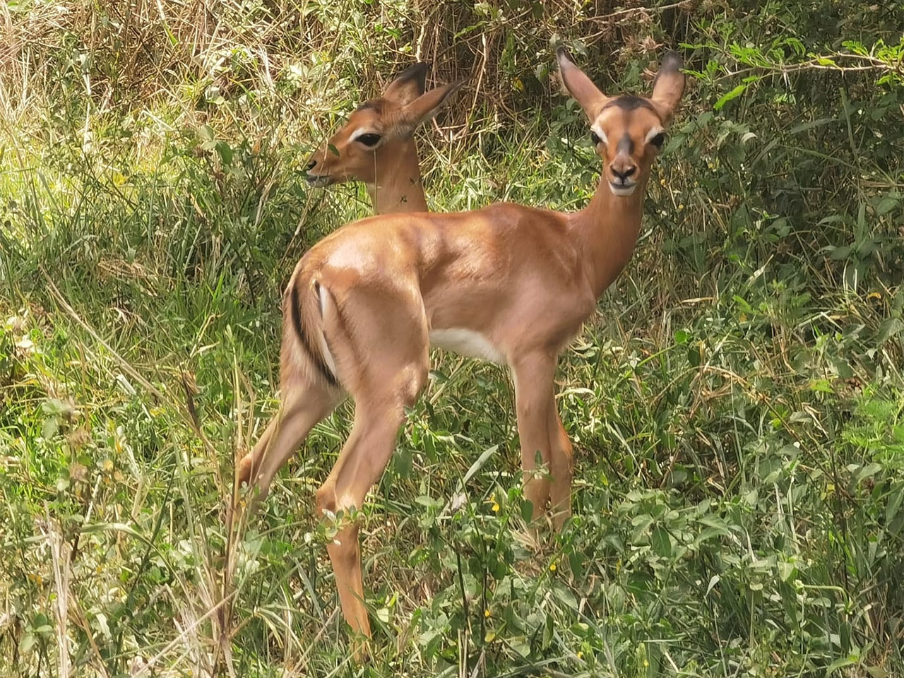 Impala Calf Hluhluwe