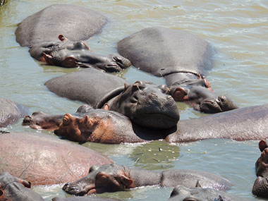 Hippo Croc Cruise Reservations