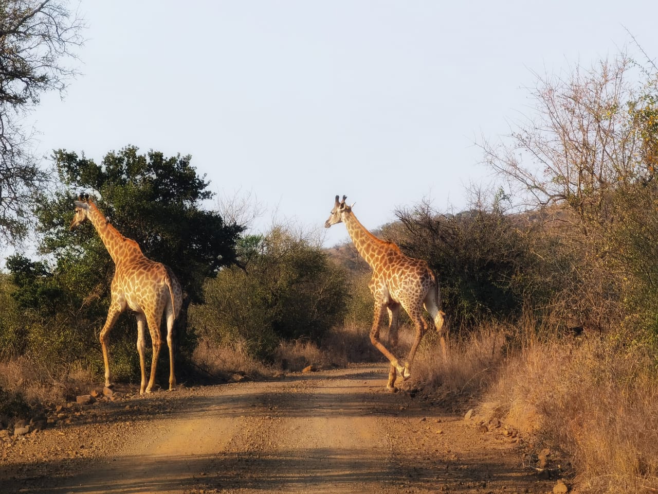 Hluhluwe Game Reserve