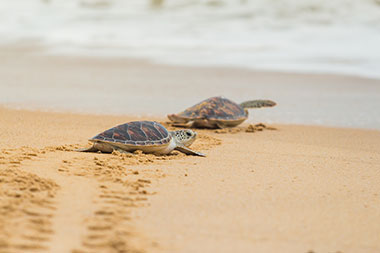 Kosi Bay Turtle Tour Baby