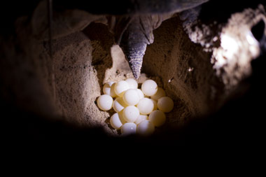 Kosi Bay Turtle Tour Eggs