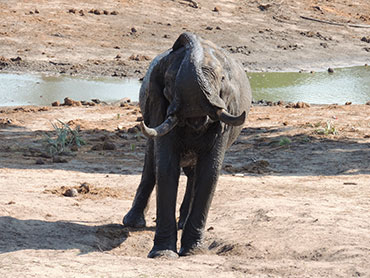 Tembe Elephant Park Attraction