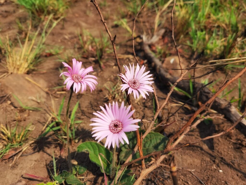 Spring Pink Flowers In Hluhluwe Game Reserve