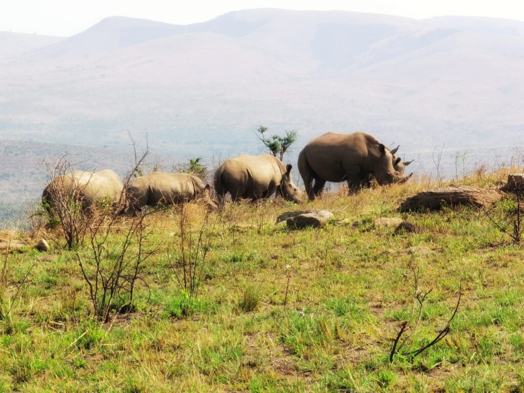 White Rhino Grazing In Hluhluwe Imfolozi Game Reserve