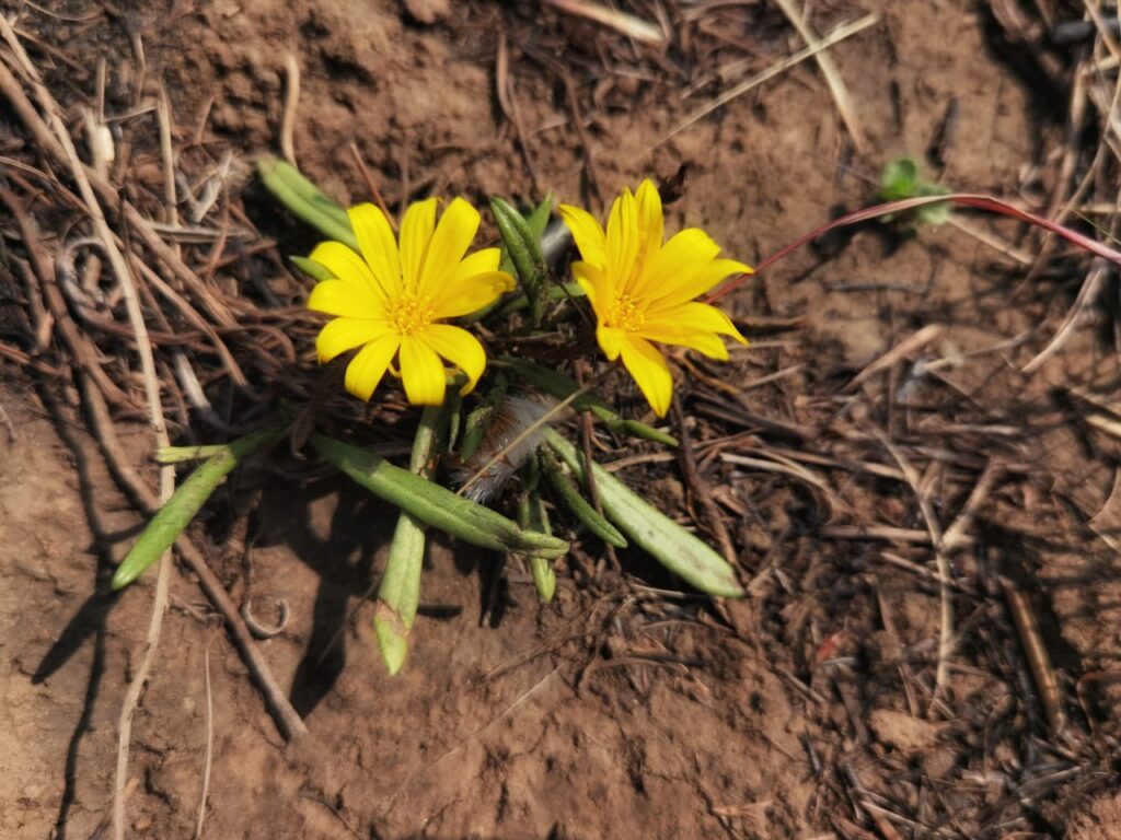 Yellow Spring Flowers In Hluhluwe Game Reserve