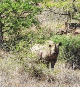 Black Rhino In Imfolozi