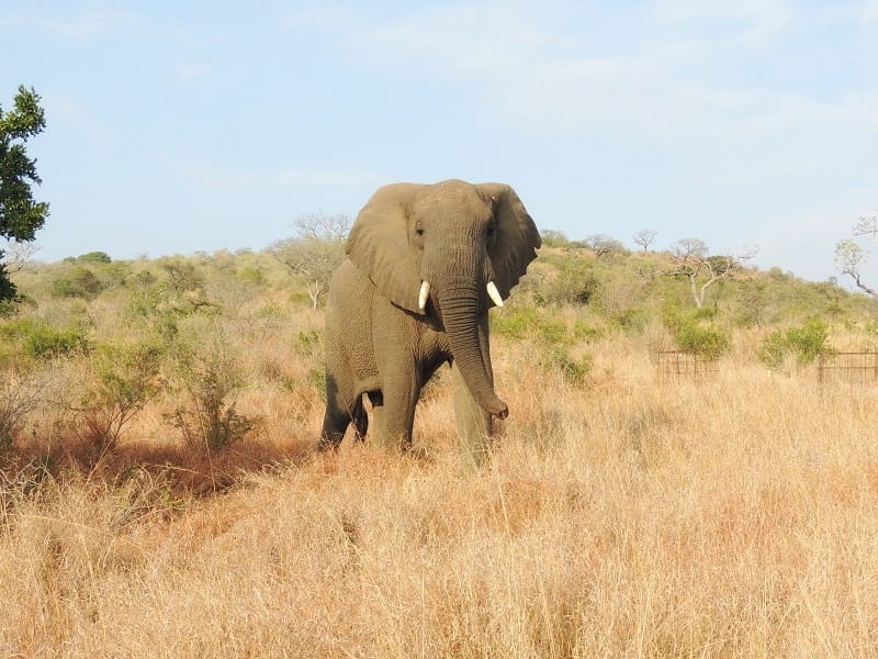 Elephant In Hluhluwe National Park