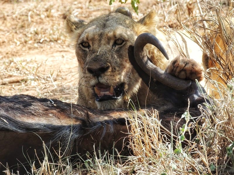 Lion On A Kill In Imfolozi Game Reserve