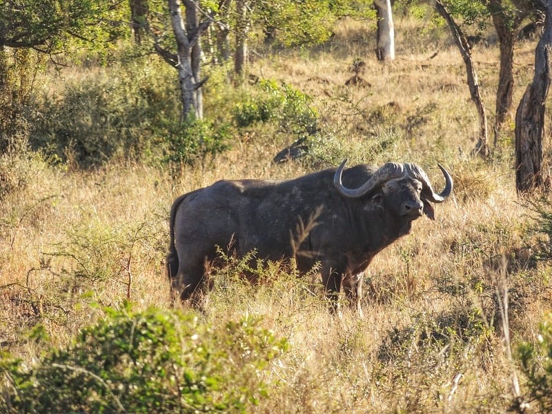 Lone African Buffalo In Hluhluwe Game Reserve