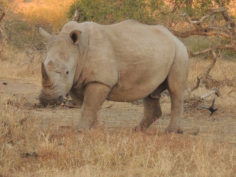 White Rhino In Hluhluwe Game Reserve