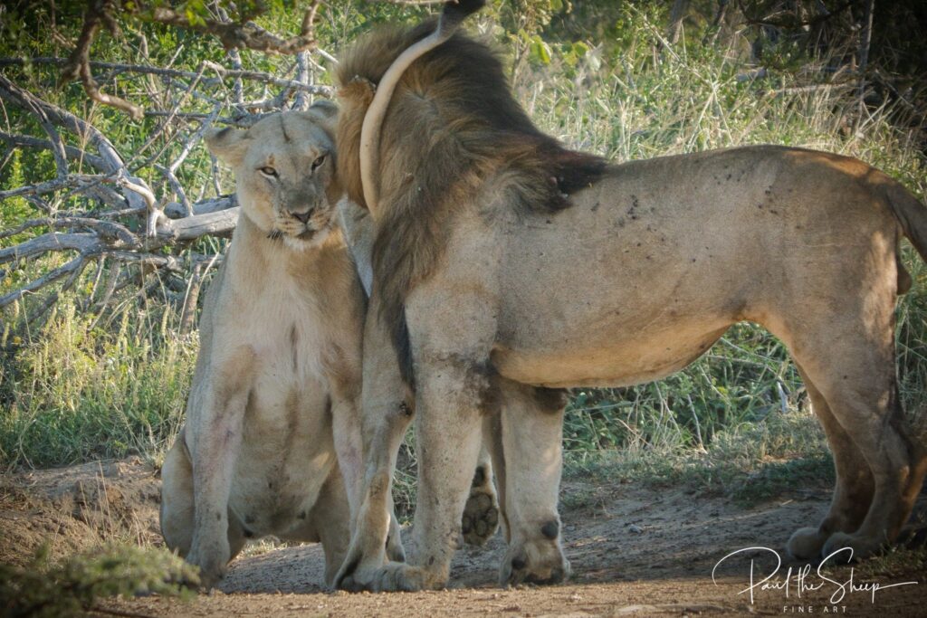 Affecionate Mating Lions