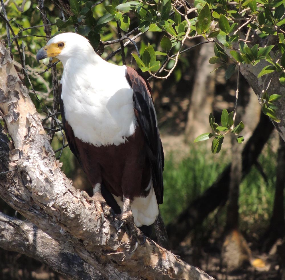 Fish Eagle