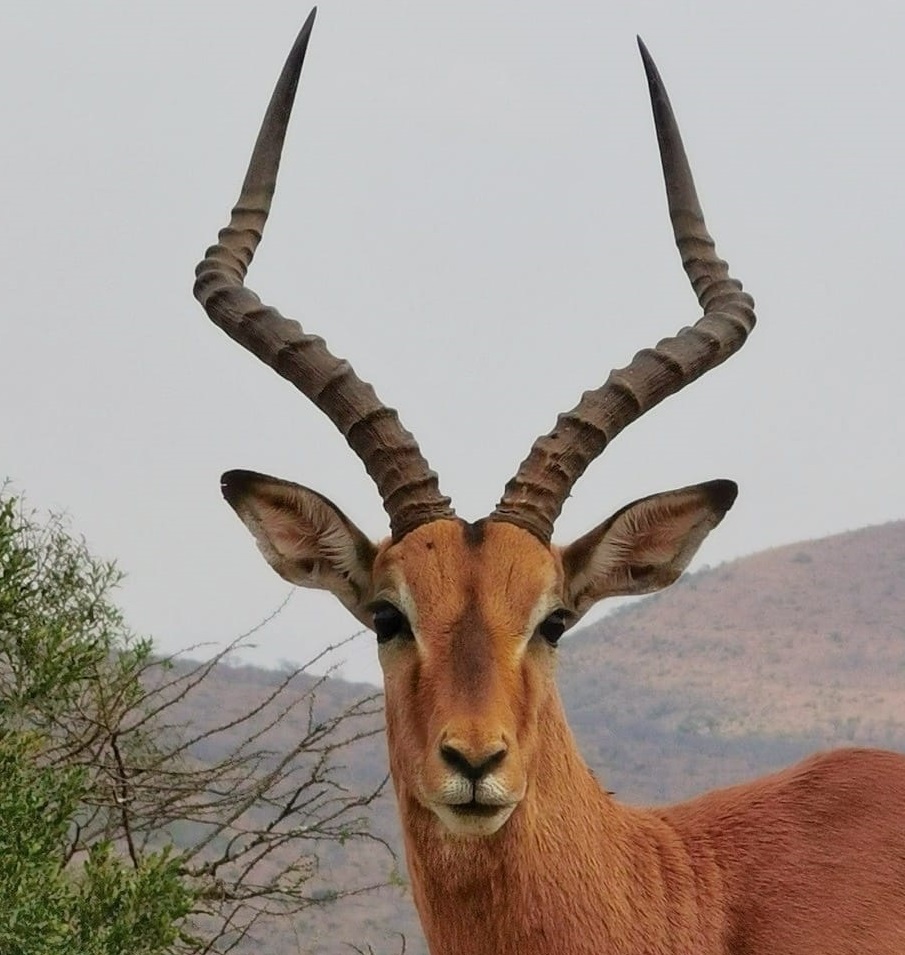 Male Impala