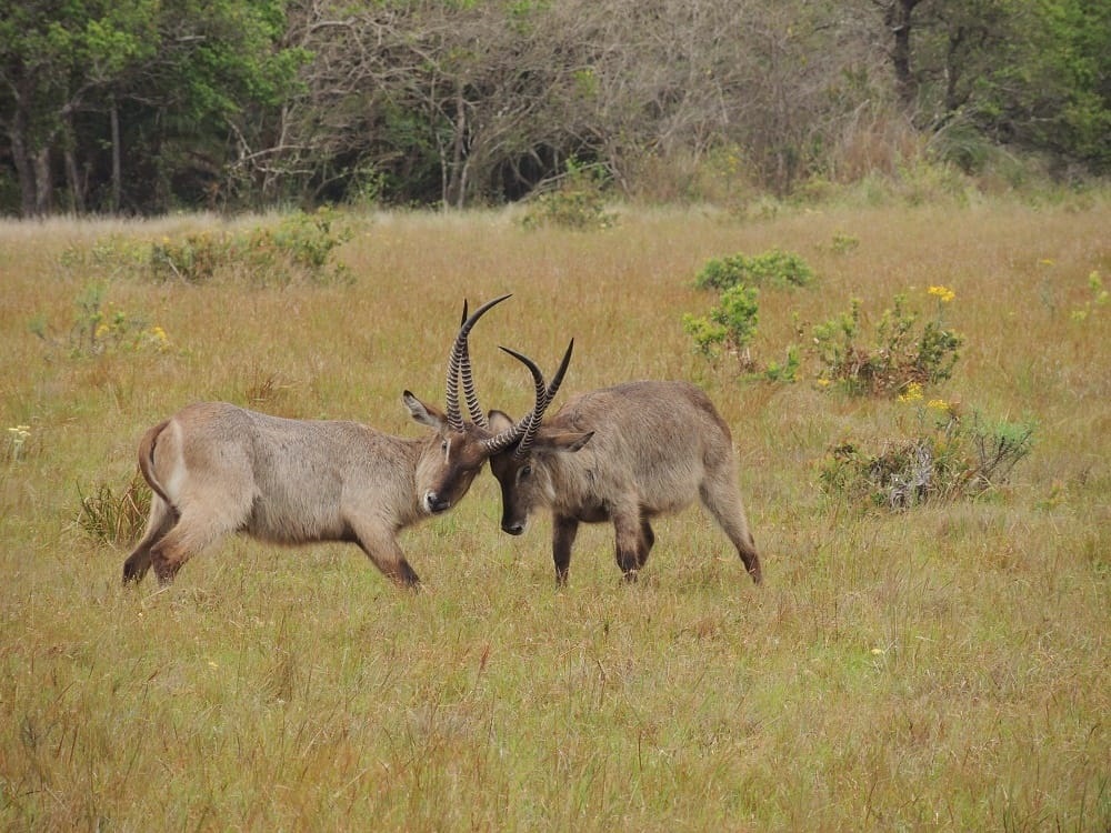 Male Water Buck Fighting