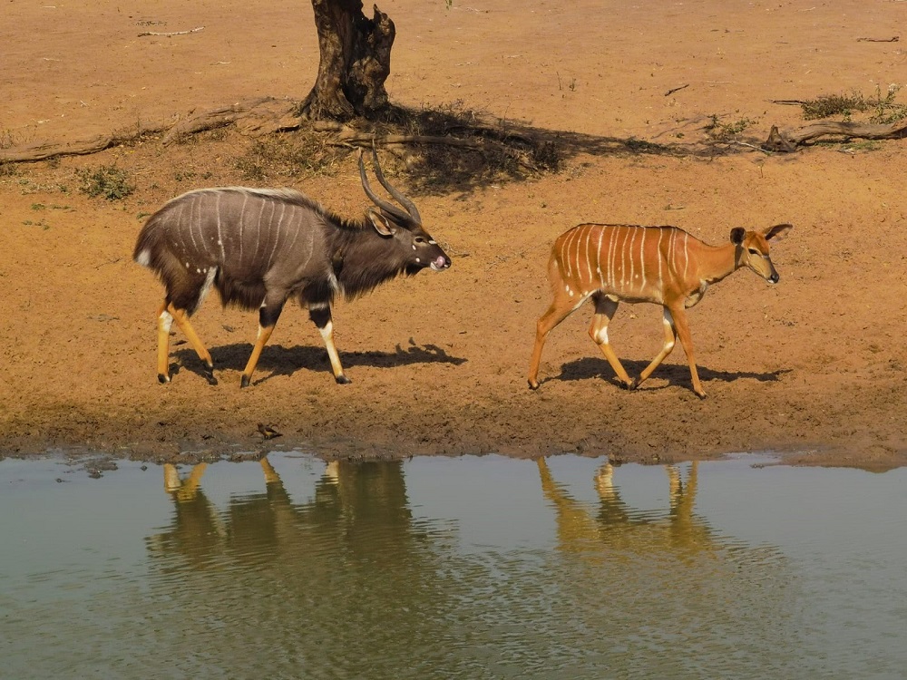 Male And Female Nyala