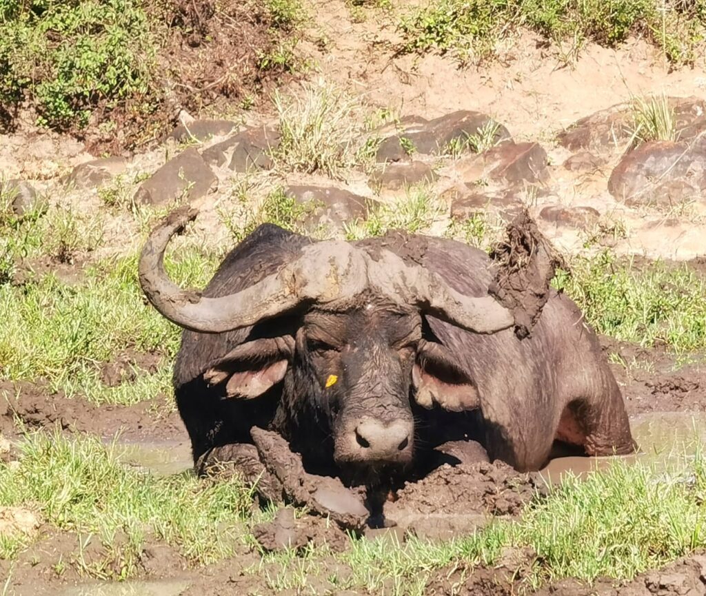 Dagga Boy In Hluhluwe Imfolozi