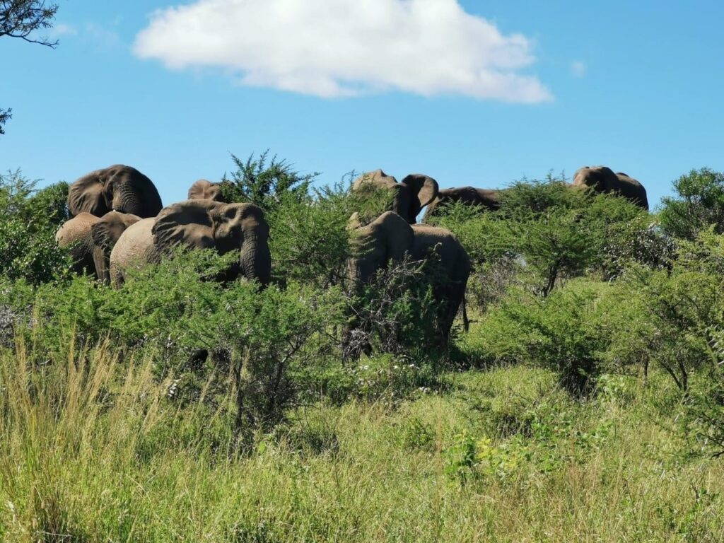 Elephants At Coffee Time In Imfolozi Game Reserve