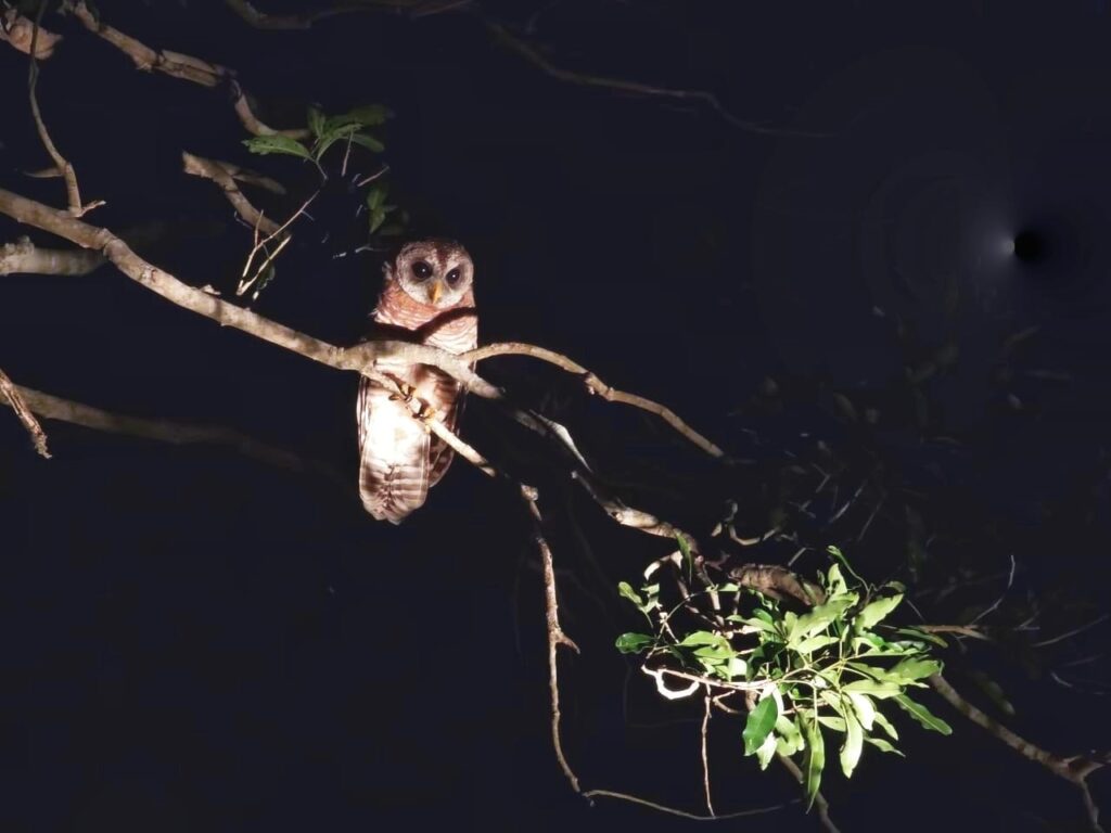 Wood Owl In Isimangaliso Wetland PArk