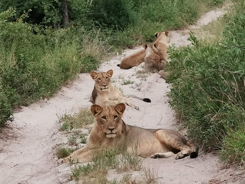 Lion Cubs On Road In Tembe Elephant Park