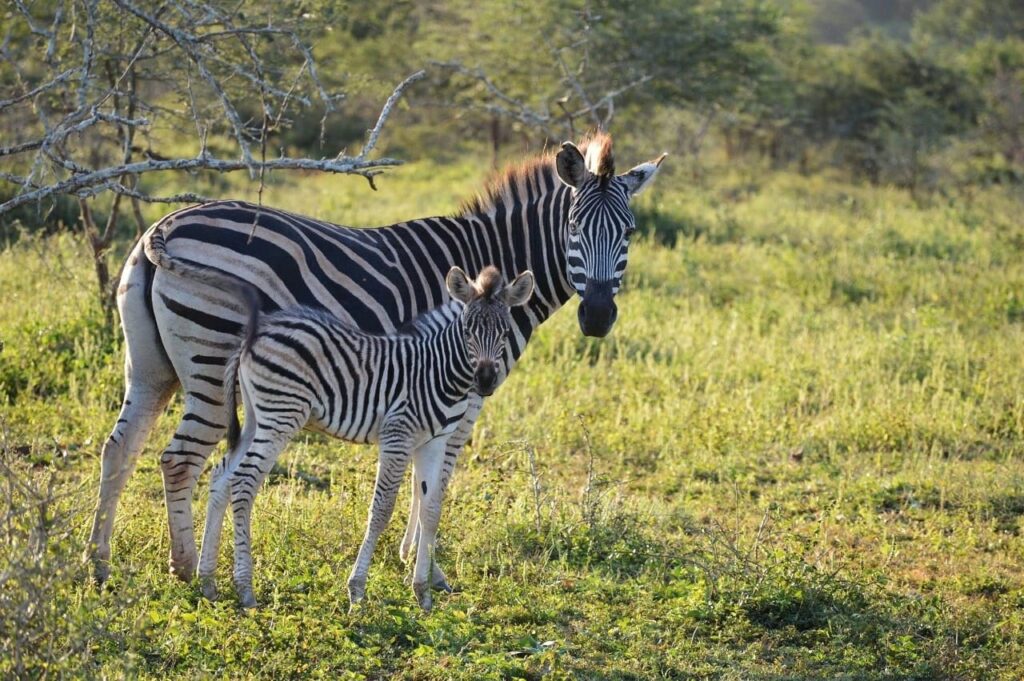 Fluffy Baby Zebra And Mum