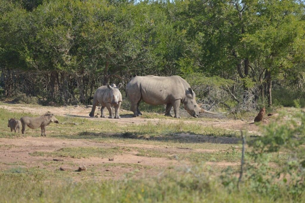 Rhino Long Horn And Baby