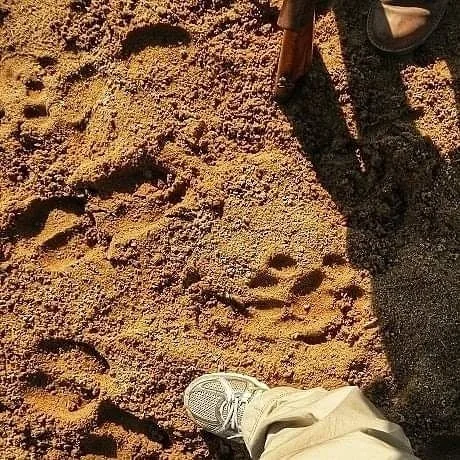 Lion spoor Lion Spoor