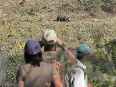 Looking at a Rhino on a Wilderness Trial Wilderness Trial 2