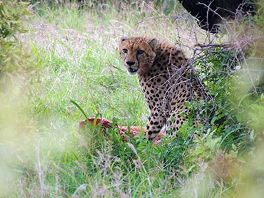 hluhluwe-safari-and-hippo-cruise-attractions Hluhluwe Safari And Hippo Cruise Attractions 1