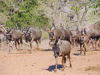 hluhluwe-safari-and-hippo-cruise-availability Hluhluwe Safari And Hippo Cruise Availability 2