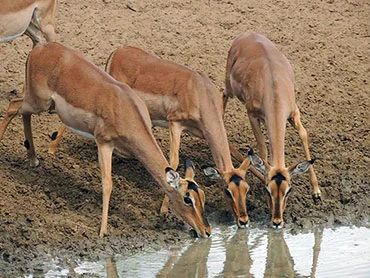 hluhluwe-safari-and-hippo-cruise-prices Hluhluwe Safari And Hippo Cruise Prices 1