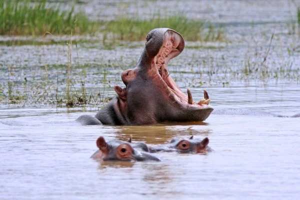 hluhluwe safari and hippo cruise safari times Hluhluwe Safari And Hippo Cruise Safari Times