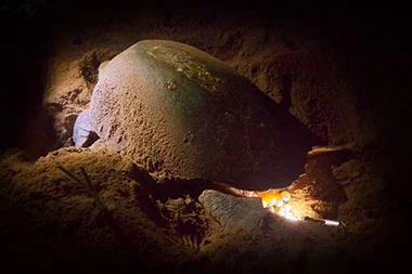 kosi-bay-turtle-tour-top-rated Kosi Bay Turtle Tour Top Rated